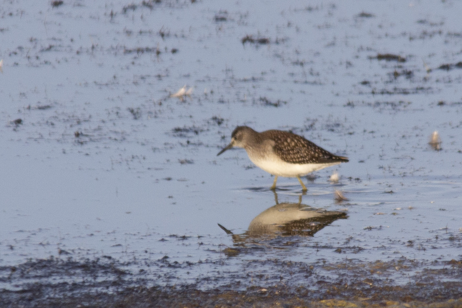 Marsh Sandpiper